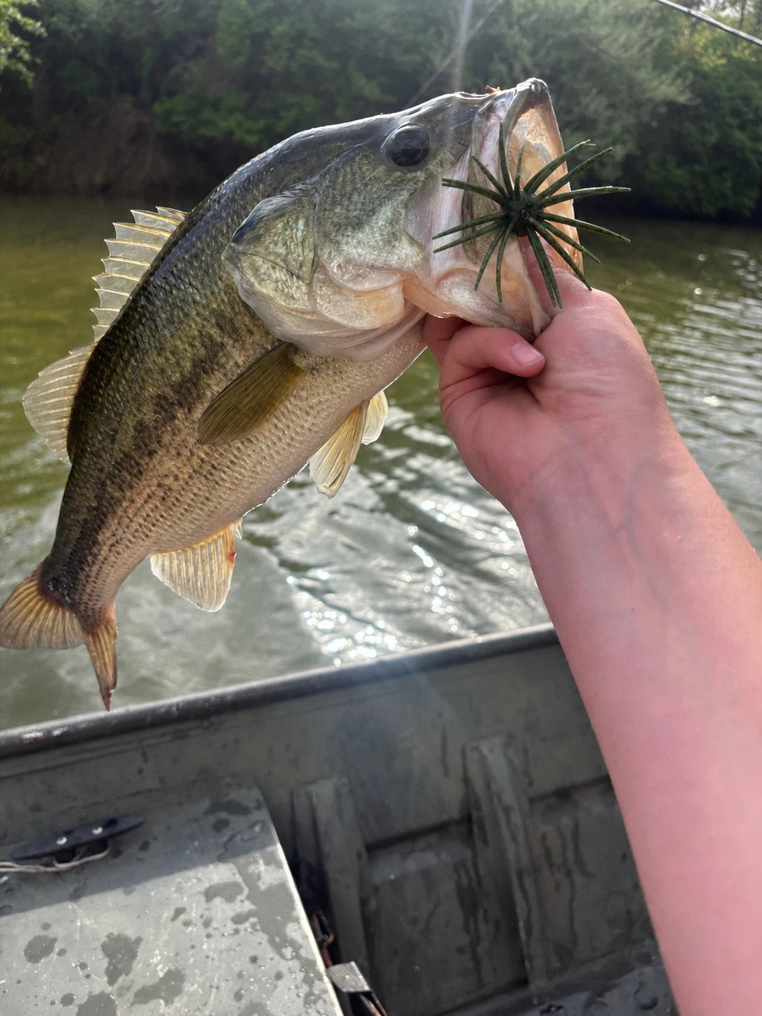 Largemouth bass with a Moss Monster HOOKJAW Jawbreaker urchin bait in its mouth